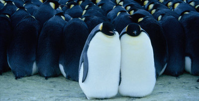 penguine_photo01.jpg