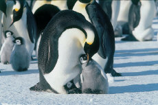 penguine_photo02.jpg