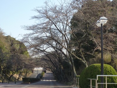 桜道.jpg